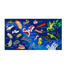 [17165] 누디브렌치 (블루)_스포츠 타월 110cm x 60cm