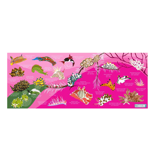 [17168] 누디브렌치 (핑크)_스포츠 타월 120cm x 50cm