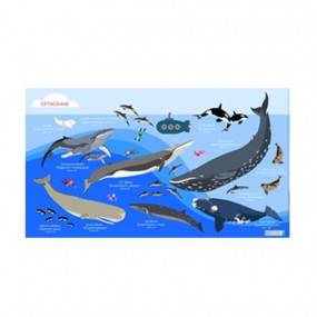 [17196] 고래_스포츠 타월 140cm x 80cm