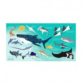 [17199] 상어 (스카이)_스포츠 타월 140cm x 80cm